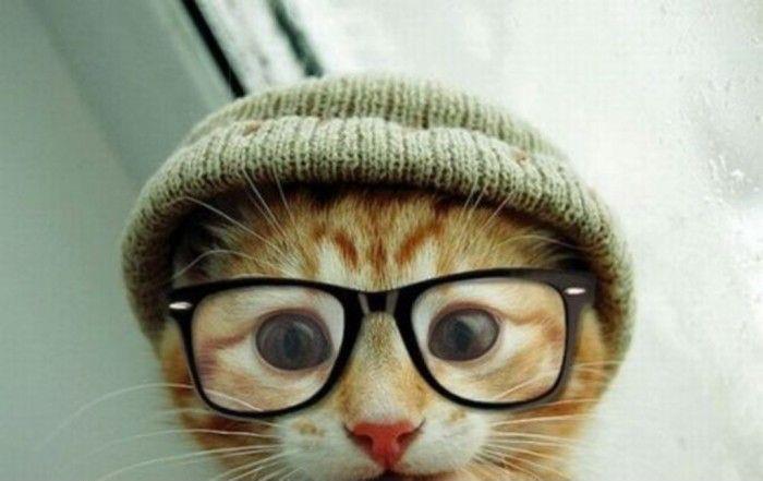 Hipster Cat