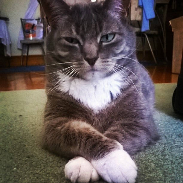 Judgemental cat is judging you