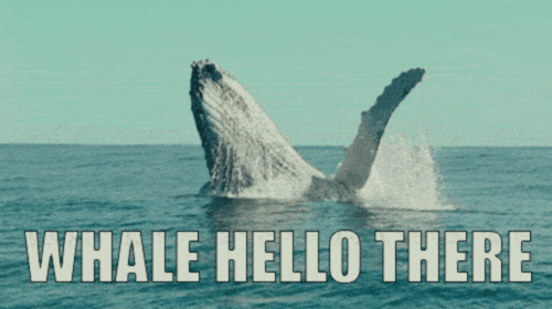 Whale saying hello
