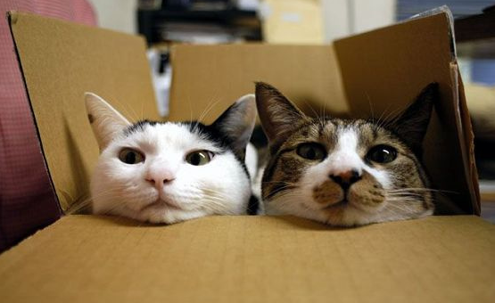 Two cats in a box together