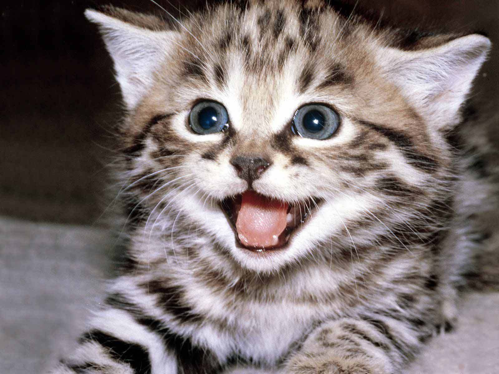 Happy kitten is happy