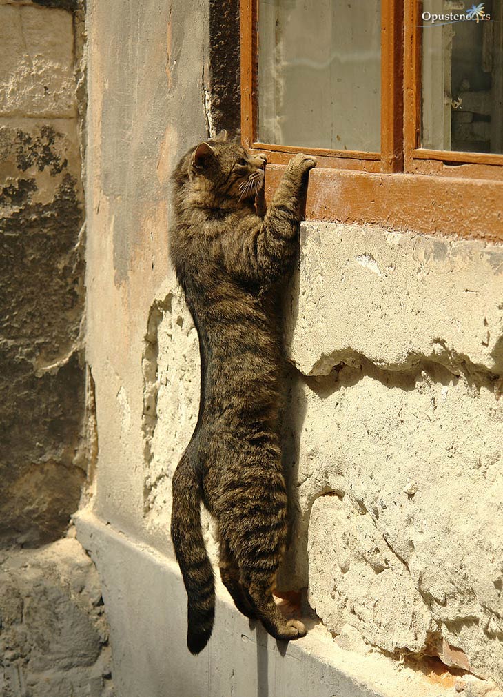 Cat peeping into a window