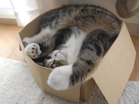 Maru the cat, upside down in a box